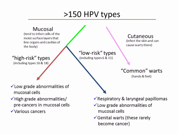 diagram shows the different groups of HPV types and the problems each group can cause